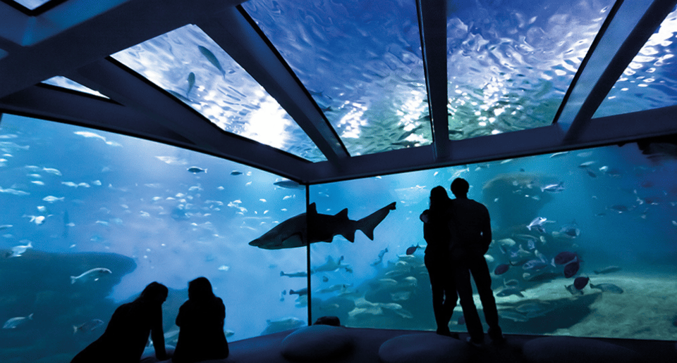 Palma de Mallorca: Shark Dive at Palma Aquarium - Language and group set-up: what to expect day-of