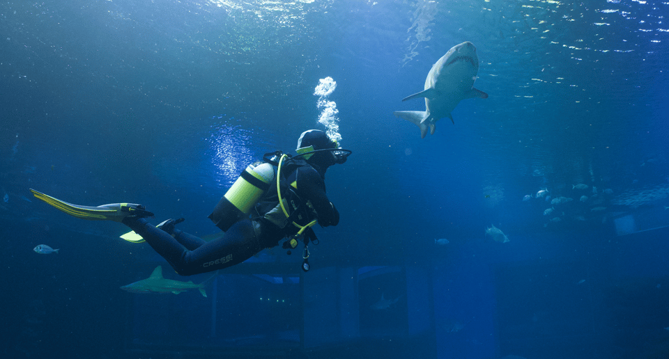 Palma de Mallorca: Shark Dive at Palma Aquarium - The in-water plan: briefing, gear, and your timed session