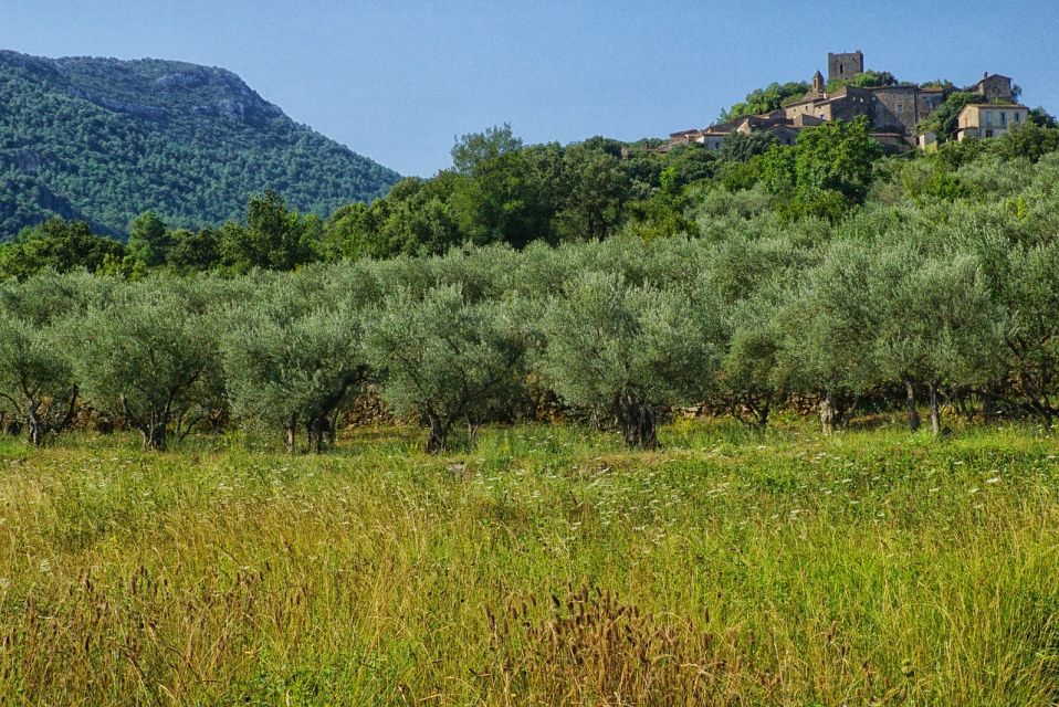 Palma de Mallorca: Son Juliana Wine Experience and Tasting - The Four-Wine Tasting: Whites, Reds, and Rosés You Can Actually Compare