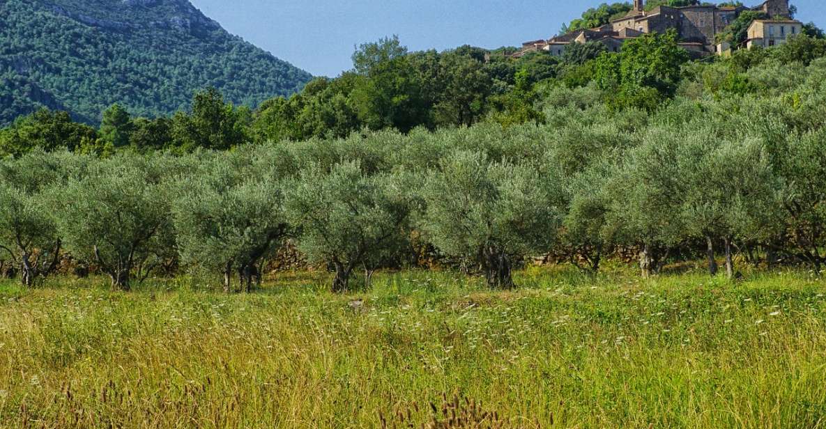 Palma de Mallorca: Son Juliana Wine Experience and Tasting - Guide Experience and Languages: Getting the Most From the Explanations