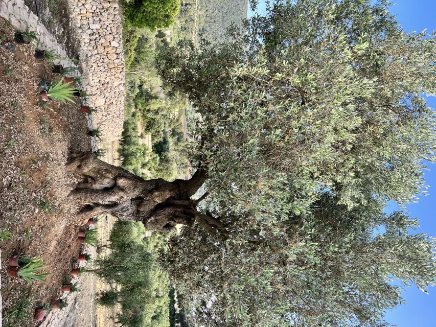 Palma: Orange Farm, Olive Mill, & Winery Tour with Tastings - Picnic Lunch and Local Snacks: Food You Don’t Have to Plan
