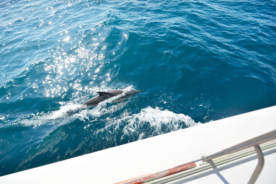 Pollença: Dolphin Watching Boat Excursion - Why this Pollença dolphin trip feels different at sunrise