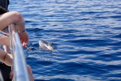Pollença: Dolphin Watching Boat Excursion - Price and what $63 buys you in real terms
