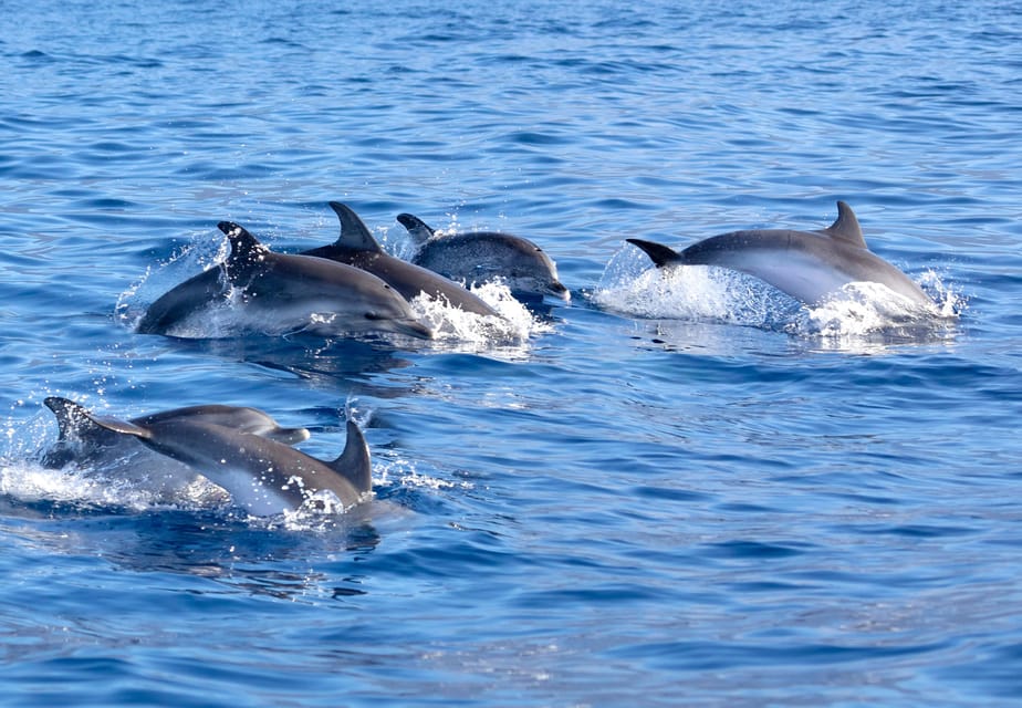 Pollença: Dolphin Watching Boat Excursion - Who should book this Pollença dolphin watching excursion