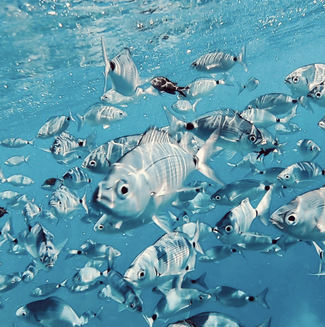 Port de Sóller: Snorkeling Tour with Professional Guide - Key Things I’d Put on Your Radar
