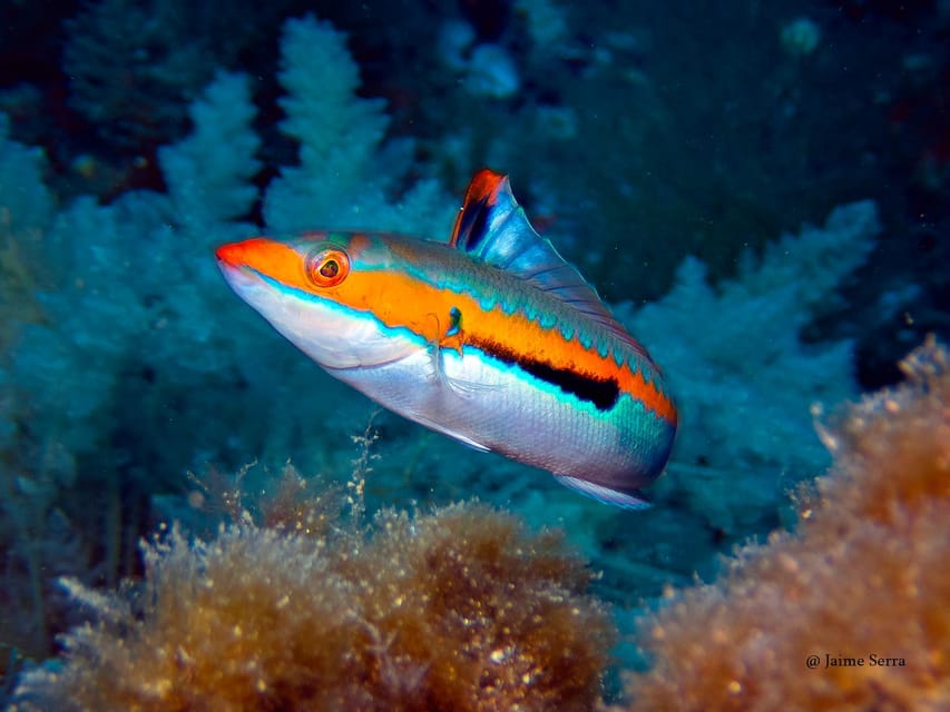 Port de Sóller: Snorkeling Tour with Professional Guide - Port de Sóller Snorkeling: What Makes It Special in Real Life