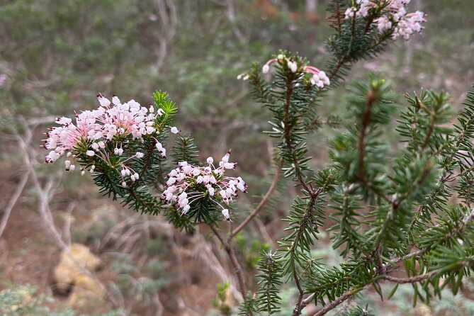 Sierra de Tramuntana hike with small picnic - Sierra de Tramuntana, but with a human pace