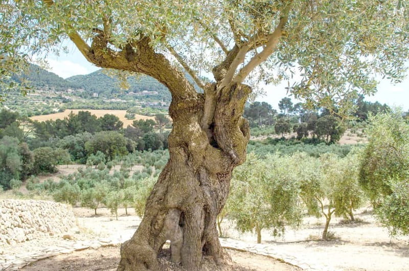 Small group- Exclusive Olive Oil & Wine Tour Mallorca - Key Reasons This Tour Works So Well