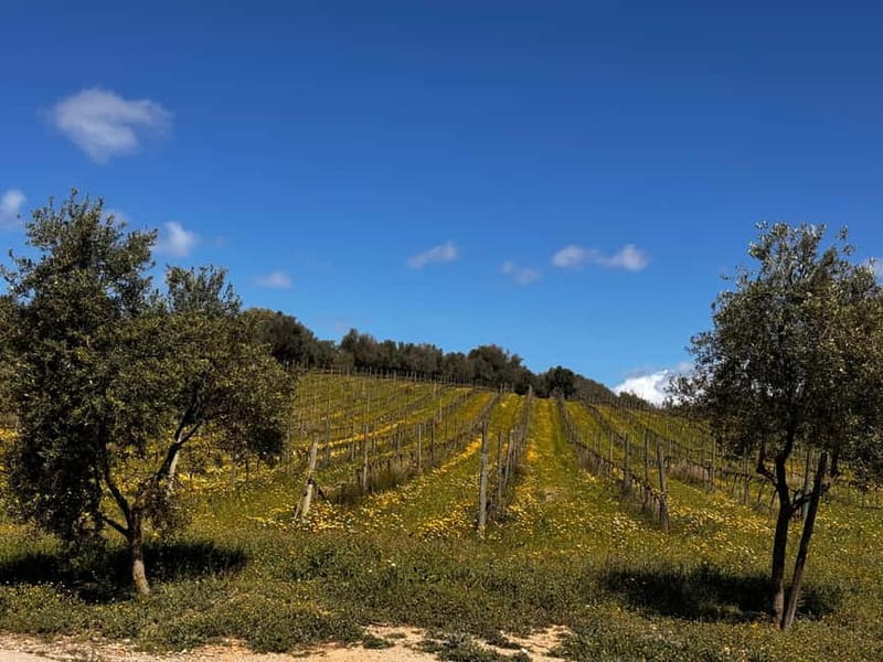 Small group- Exclusive Olive Oil & Wine Tour Mallorca - Group Size and Guide Style: A Tour You Can Actually Talk Through