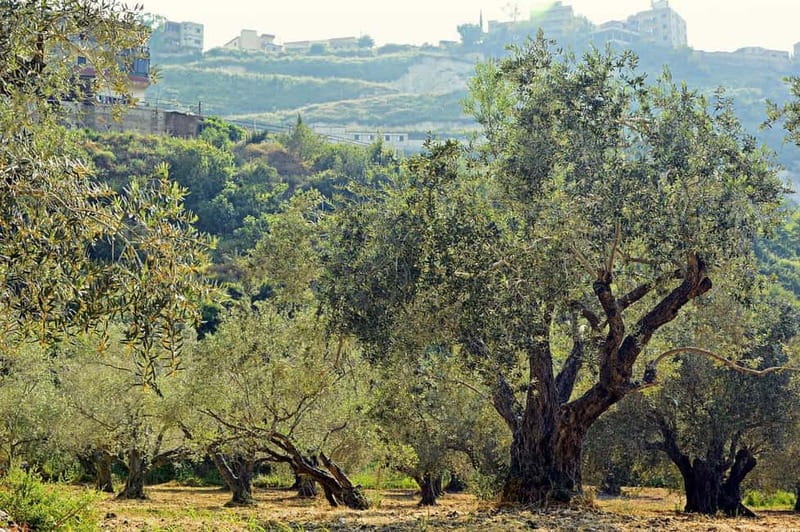 Small group- Exclusive Olive Oil & Wine Tour Mallorca - The Olive Oil Mill Stop: How to Taste Liquid Gold Like a Pro