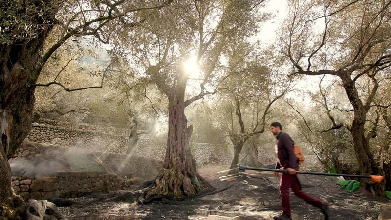 Sóller: Olive Oil Guided Tour and Tasting at Can Det Estate - Brunch and tasting in the dining room: the Mallorca part you’ll remember