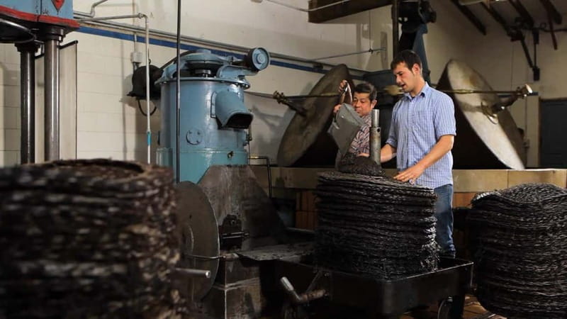 Sóller: Olive Oil Guided Tour and Tasting at Can Det Estate - The olive oil tasting: what to pay attention to