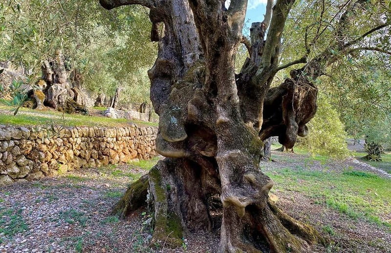 Sóller: Olive Oil Guided Tour and Tasting at Can Det Estate - Who this tour is best for (and who should skip it)
