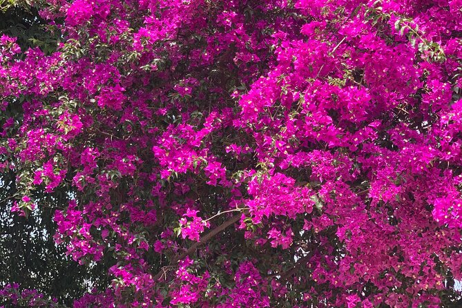 Soller Valley Private Tour and Walking in Orange Paradise - Key Highlights You’ll Care About