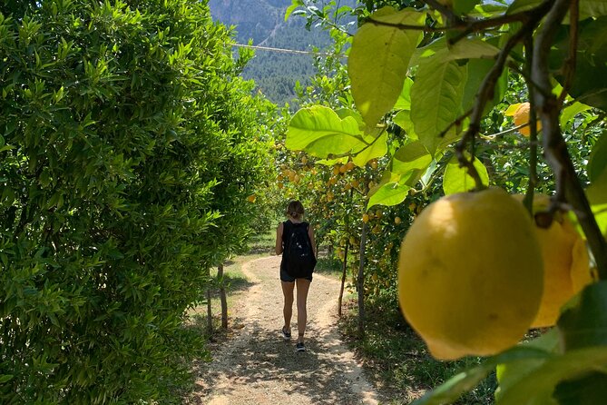 Soller Valley Private Tour and Walking in Orange Paradise - Sóller First: Calle Lluna and the Town-Then-Countryside Trick