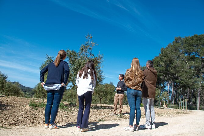 Tour to olive grove and olive mill, oil tasting and snack - Getting to Finca Treurer: timing, meeting point, and what to expect