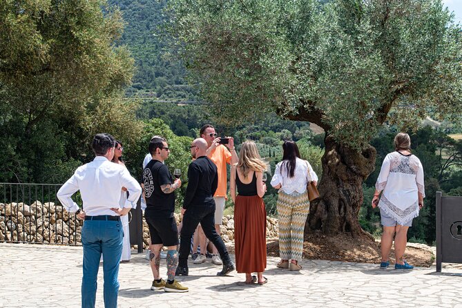 Tour to olive grove and olive mill, oil tasting and snack - Who should book this, and who might skip it