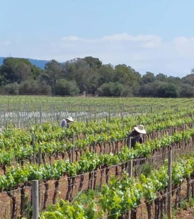 VISIT BODEGAS BORDOY ,DEGUSTACION 5 WINES, FINGER FOOD - The guided bodega walk: vines, steel tanks, and the bottling line
