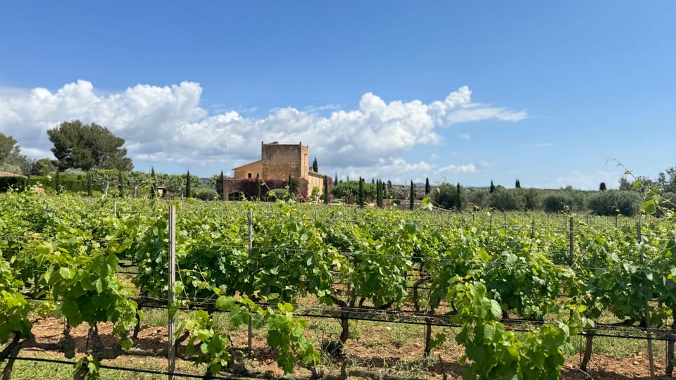 Weinsonntag auf Mallorca - The Pacing Question: When the Evening Feels Shorter Than Planned